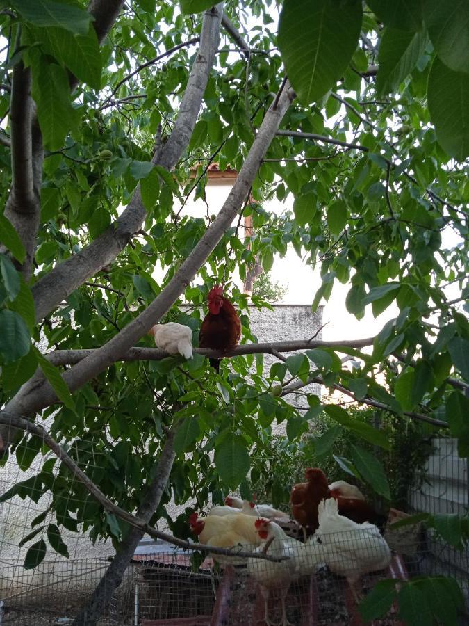 Το Μικρό Σπίτι Στη Φάρμα! Appartement Acharnes Buitenkant foto