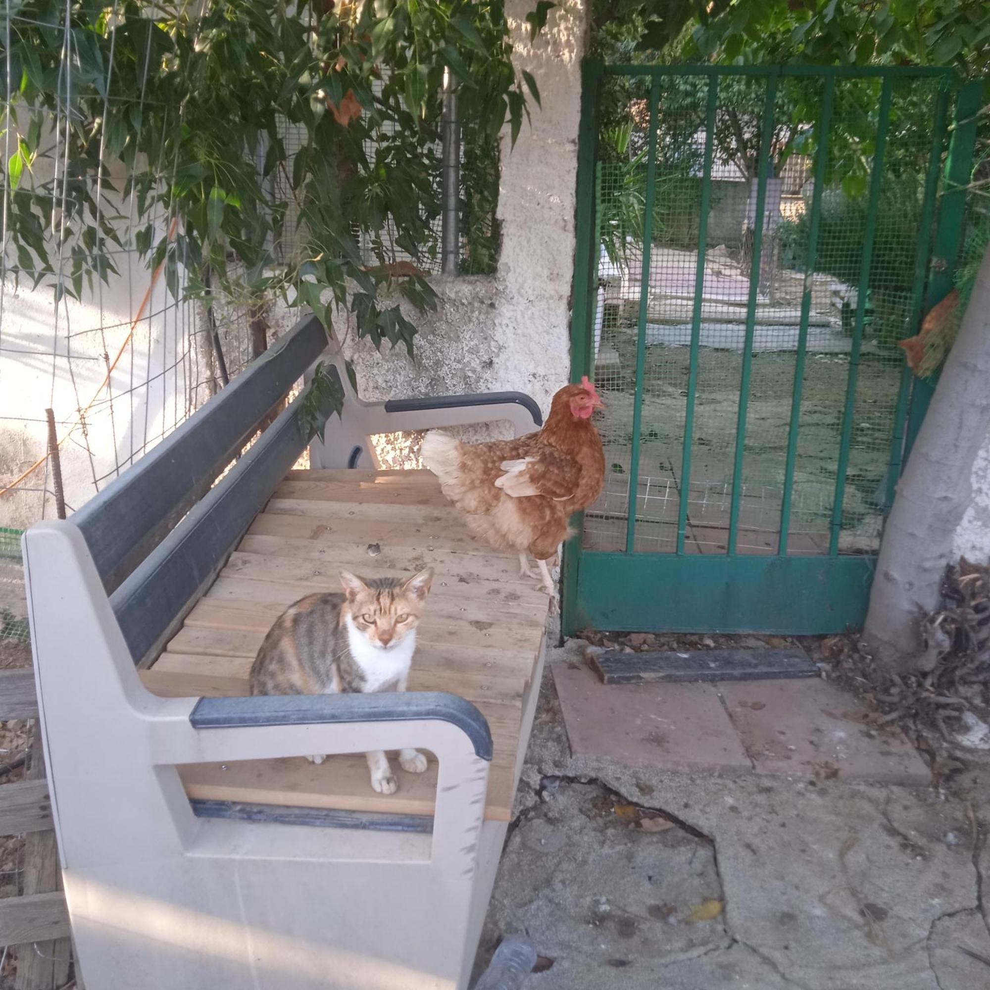 Το Μικρό Σπίτι Στη Φάρμα! Appartement Acharnes Buitenkant foto