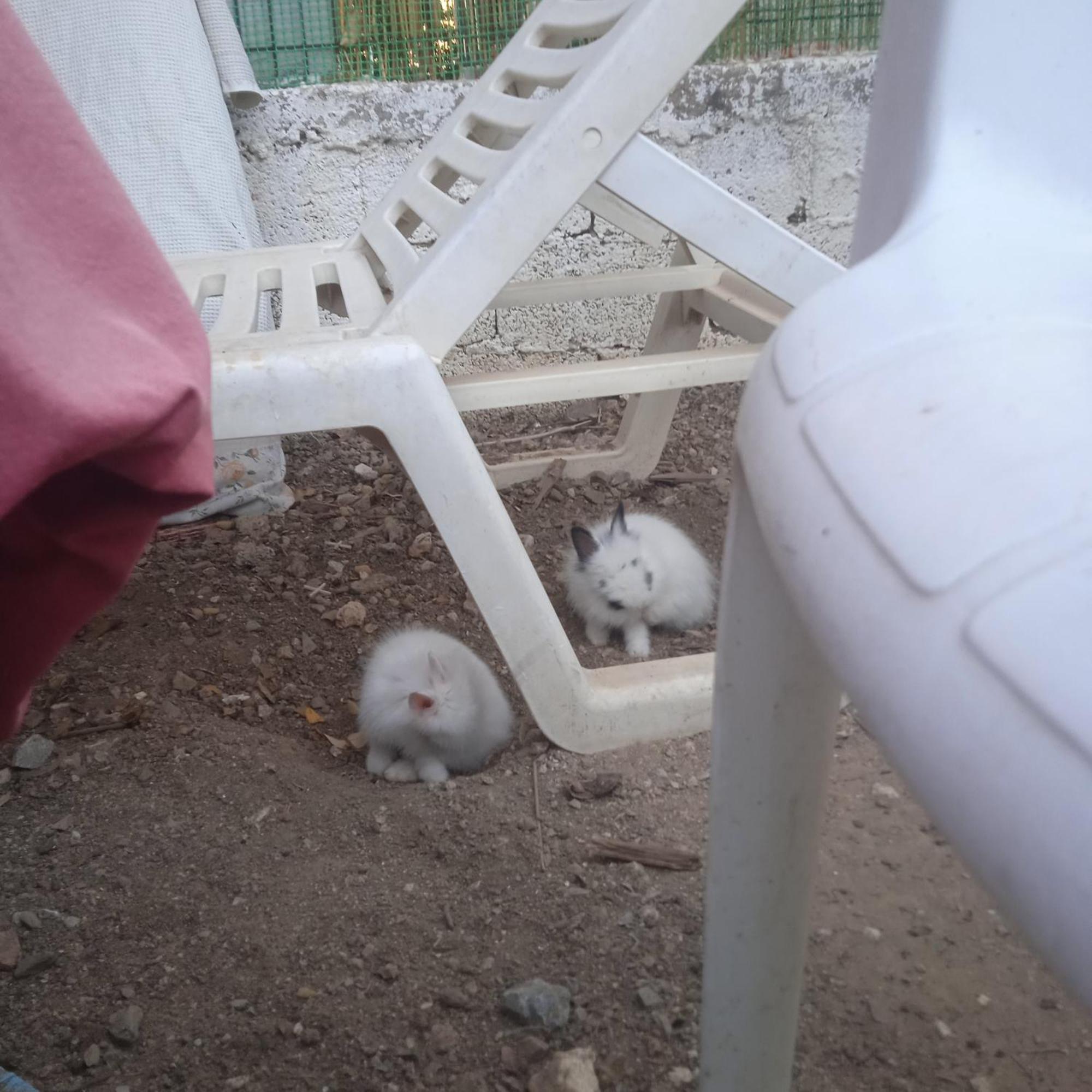 Το Μικρό Σπίτι Στη Φάρμα! Appartement Acharnes Buitenkant foto