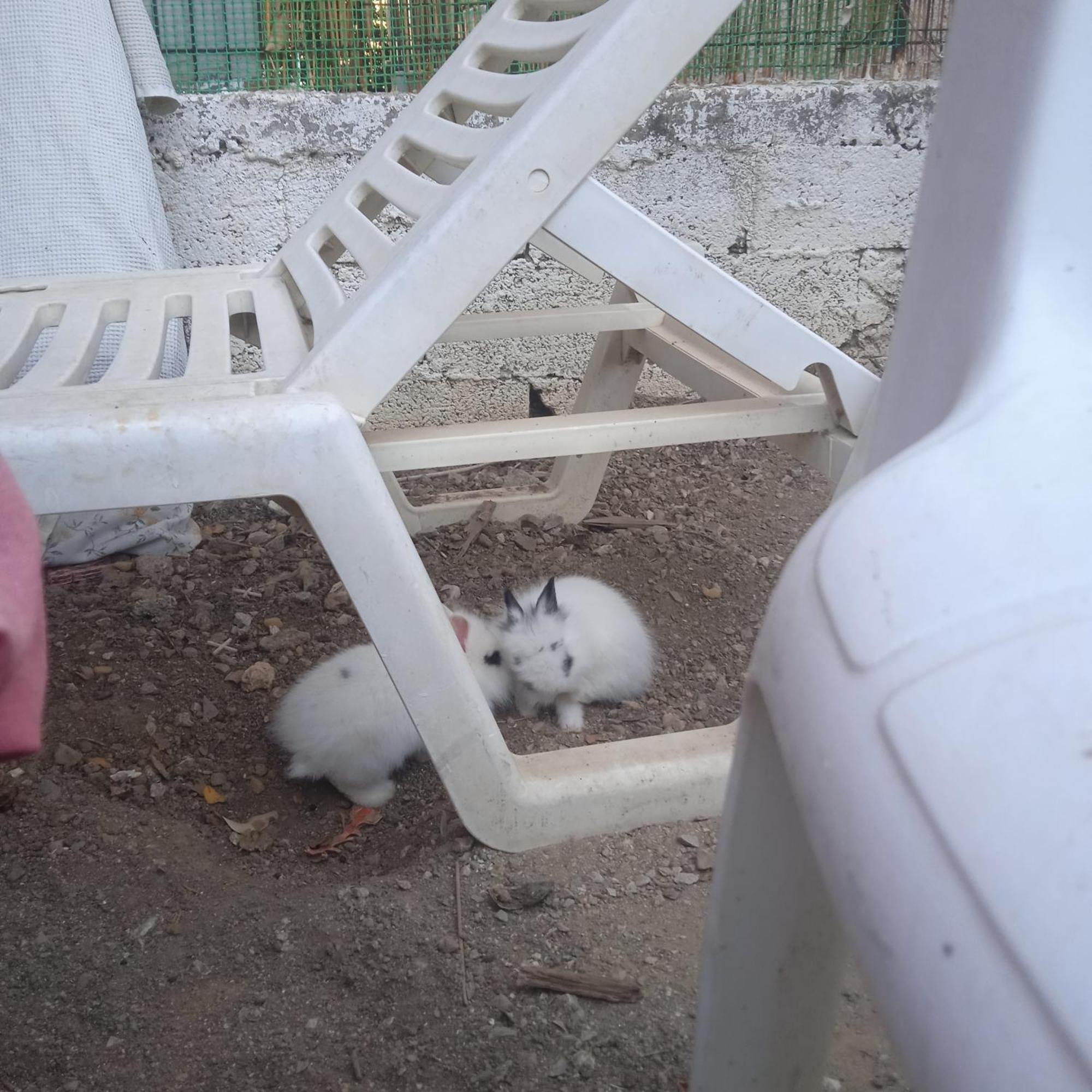 Το Μικρό Σπίτι Στη Φάρμα! Appartement Acharnes Buitenkant foto